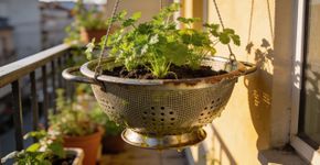 Adeus aos vasos de flores: o utensílio de cozinha que pode ser um ótimo recipiente para o cultivo de plantas