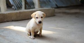 Este é o pior erro que você pode cometer com seu cachorro, segundo um especialista
