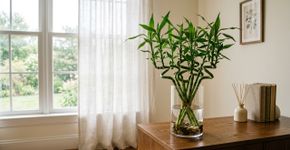 Nessa parte da casa, você deve plantar o bambu da sorte de forma que ele cresça forte e cheio de hastes novas