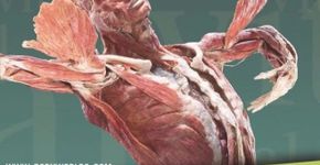 Montevidéu recebe polêmica exposição de cadáveres dissecados
