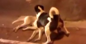 Vídeo mostra cachorro protegendo outro cão que havia sido atropelado