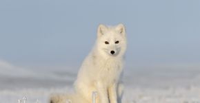 Raposa-do-ártico: 7 curiosidades sobre esse animal que vive no frio extremo