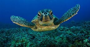 Tartaruga marinha ‘agradece’ mergulhador que a libertou de rede de pesca