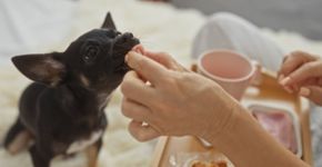 Saiba por que a comida humana nem sempre é segura para pets