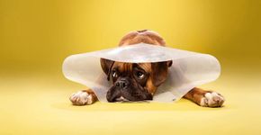 Os cachorros enfrentam seu grande inimigo o ‘cone da vergonha’
