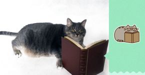 Gato real recria famoso sticker do Facebook