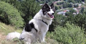 4 características do cachorro da raça yakutian laika 