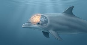 O animal que consegue dormir com metade do cérebro enquanto a outra metade continua de vigia