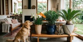 Se você tem cães ou gatos, nunca coloque estas 3 plantas em casa: elas podem ser perigosas para a saúde deles