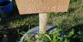 Projeto “Planta na Rua” promove mutirões de plantio