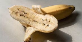A banana que você come é uma baga e o morango nem fruta é
