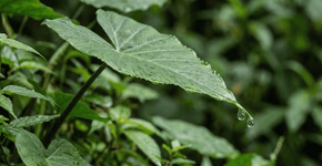 O que significa quando começa sair água do nada de uma planta?