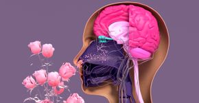 Foto: (Design Cells/istock)