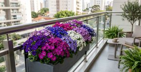 Para vasos, se você não quiser gerânios, existe uma flor colorida e fácil de cuidar.