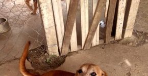 Cadela é vítima de abuso sexual em centro psiquiátrico em SP
