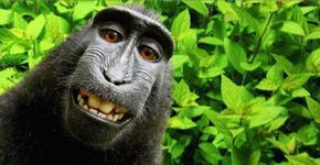 Macaco não detém direitos autorais de famoso selfie, diz Justiça