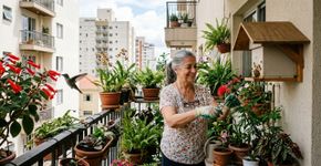 Um aposentado transformou a varanda de 4 m² em um santuário de polinizadores, com abelhas sem ferrão, plantas nativas e um bebedouro de pássaros