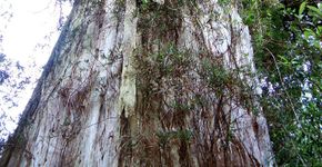Conheça as árvores mais antigas do planeta Terra