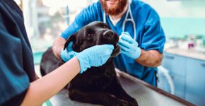 Foto: (iStock/AleksandarGeorgiev)
