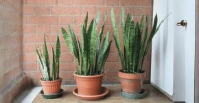 Remova estas 5 plantas de sua casa porque são tóxicas e podem ser letais para seu cachorro ou gato