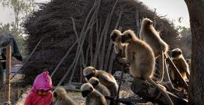Na Índia, menino de 3 anos convive e recebe visitas de macacos