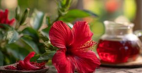 Essa planta ornamental tem flores comestíveis que viram bebida e até sobremesa