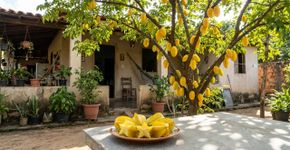 A fruta tropical que tem cor de pôr do sol e sabor de sobremesa e que cresce nos quintais brasileiros com baixa manutenção