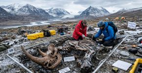 Um “rinoceronte polar” de 23 milhões de anos foi descoberto no extremo norte do Canadá, e a descoberta está reescrevendo suas rotas migratórias