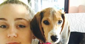 Miley Cyrus adota beagle explorada em testes de laboratório