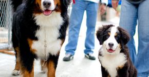 Ensaio fotográfico revela a beleza (e a fofura) de cachorros pelo mundo