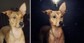 Fotógrafo cria montagens surreais com cachorros abandonados para incentivar adoção