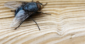 Diga adeus às moscas: Truques naturais e eficazes para sua casa