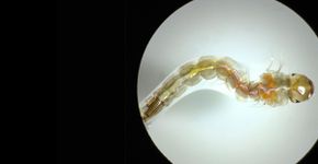 Corante extraído do açafrão pode ser útil no combate à dengue