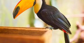 Tucanos: 7 curiosidades sobre essas aves coloridas 