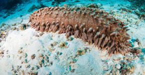 Foto: (iStock/ WhitcombeRD)