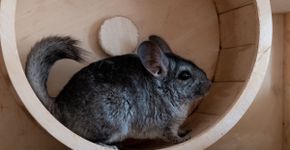 Chinchila: 10 curiosidades sobre esse pequeno roedor