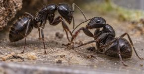 Formigas identificam companheiras com ferimentos infectados e podem limpar a lesão ou remover parte da perna para aumentar a chance de sobrevivência