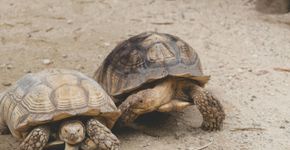 Estudo revela que este animal pode sentir emoções iguais às humanas