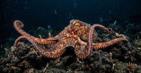 Eles não seriam insetos ou mamíferos: o sucessor mais provável da humanidade vive debaixo do mar e é mais inteligente do que você imagina