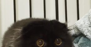 Adorável gato tem os olhos grandes e hipnotizante como os de uma sábia coruja