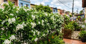 Poucas pessoas sabem: a trepadeira ideal para o seu quintal que não invade o vizinho, cobre grades rapidamente e produz flores perfumadas