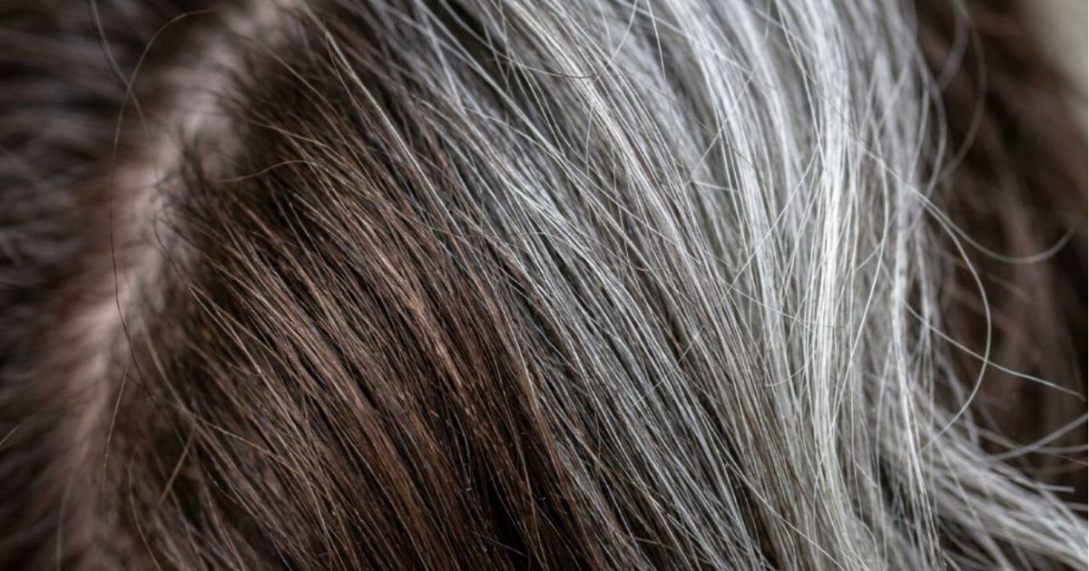 O Japão estuda a origem dos cabelos grisalhos e revela acidentalmente que devemos ficar muito felizes por tê-los