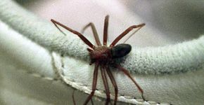 Essa espécie de aranha venenosa ameaça lares brasileiros
