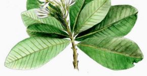‘Tratado de Plantas Medicinais’: o poder de cura de 383 espécies