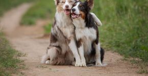 12 nomes perfeitos para cachorros sociáveis 