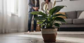 O que significa quando a planta solta gotas de água na presença de visitas?