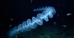 A uma profundidade de 6.000 metros na Austrália, um organismo de 15 metros de comprimento foi descoberto, e cientistas admitem que raramente viram algo parecido