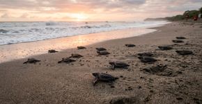 A maior tartaruga marinha do mundo retorna às costas de Carabobo.