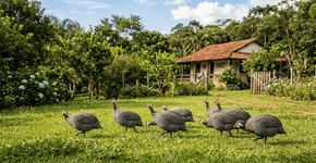 Os carrapatos são a sua iguaria: essa ave doméstica caça o dia todo no seu jardim