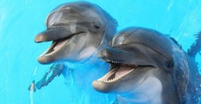 Cientistas gravam pela 1ª vez uma conversa entre dois golfinhos